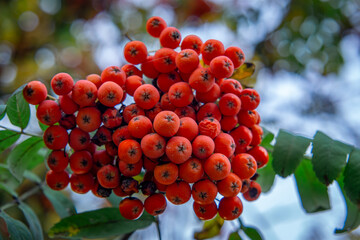 Common mountain ash, mountain ash, mountain ash (Sorbus aucuparia L.) - a species of perennial plant from the rose family. red rowan with green-yellow leaves. natural autumn decoration against the blu