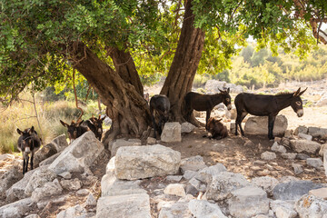 Donkeys in the Ruins of Kaunos near Dalyan in Turkey