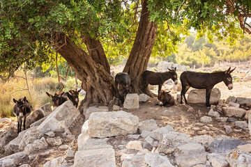 Donkeys in the Ruins of Kaunos near Dalyan in Turkey