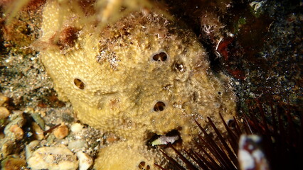 Fototapeta premium Variable loggerhead sponge (Ircinia variabilis) close-up undersea, Aegean Sea, Greece, Halkidiki, Pirgos beach
