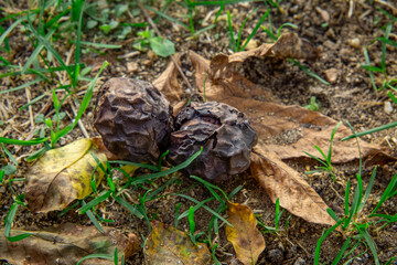 walnut fruits in a rotten shell lying on the ground. walnut disease. lying nuts among autumn yellow leaves
