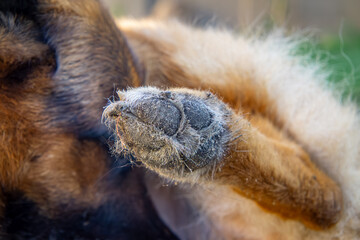 close-up of a large raised paw of a German Shepherd dog. dog paw and claws. dog cleaning and washing his paw in the background © Adam