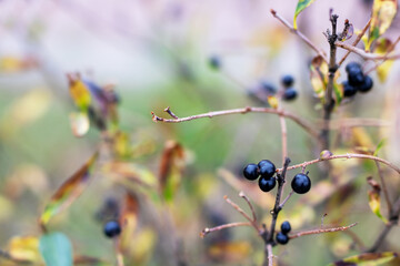 A cluster of delightful black berries is growing on a tree branch