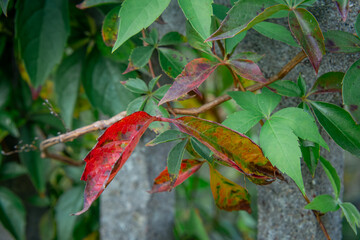 ivy in autumn colors and colors. autumn color of leaves. a vine climbing a concrete fence. invasive plant in the garden.