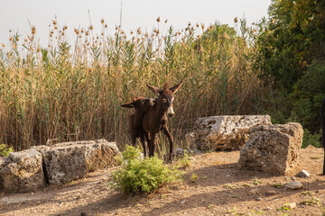 Naklejka premium Donkeys in the Ruins of Kaunos near Dalyan in Turkey