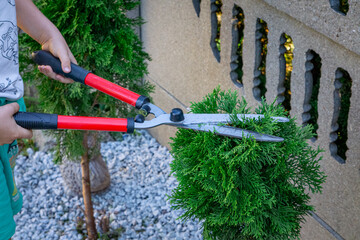 a man cutting thuja bushes with garden scissors. shaping thuja into various shapes. taking care of...