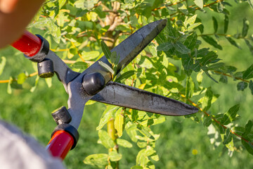 garden work in autumn and summer on a beautiful, warm, sunny day. a man trims a willow tree and shrub hakuro nikishi. trimming the bush with garden shears. nurturing and caring for plants in the garde © Adam