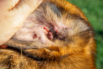 sick injured dog ear, blood, scabs. sick purebred German Shepherd dog. dog ear ringworm