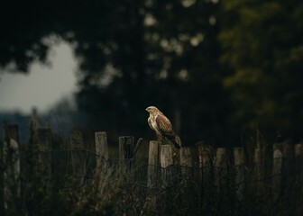 Eagle on a fence