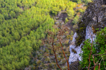 A close-up view of dry plant life overlooking a lush green forest valley in autumn at a mountainous location