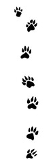 Fototapeta premium Bear Paw Prints on Black Background - Wildlife Photography
