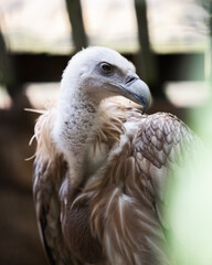 Vulture