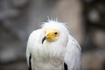 Vulture
