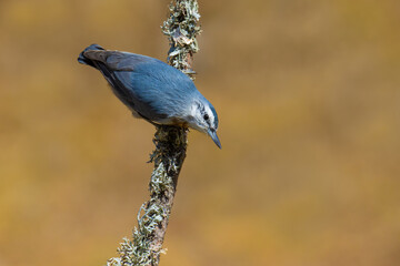 Krüper`s Nuthatch