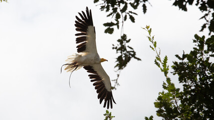 Vulture
