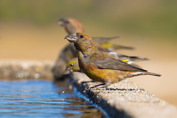 Red Crossbill