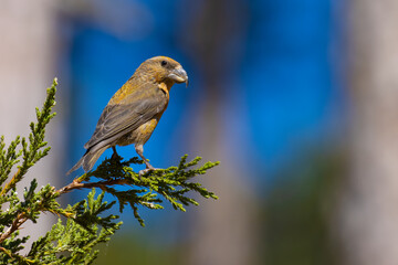 Red Crossbill