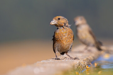 Red Crossbill
