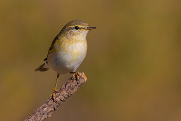 Willow Warbler