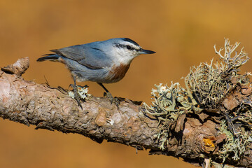 Krüper`s Nuthatch