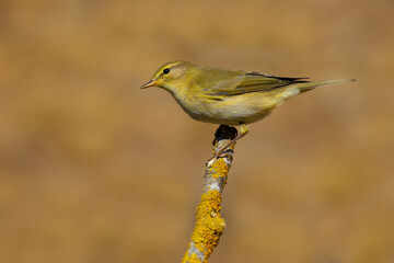 Willow Warbler