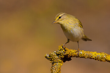 Willow Warbler