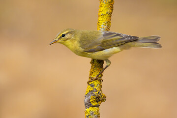 Willow Warbler