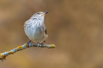Spotted Flycatcher