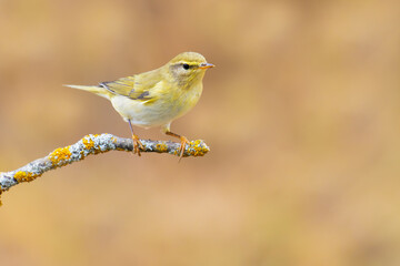 Willow Warbler