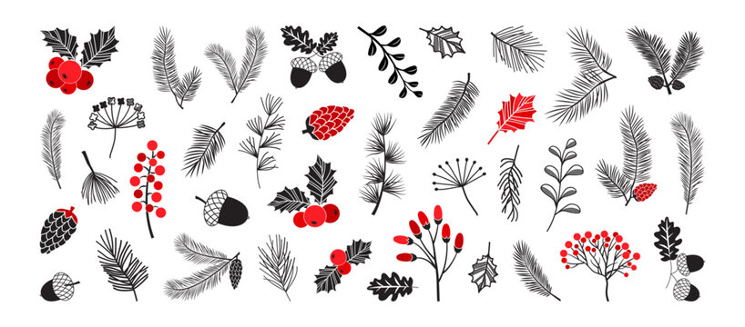 Christmas plant, fir, pine cone, holly berry, leaf, tree, evergreen sprig, winter decor, Xmas botanical drawn set isolated on white background. Red and black color. Holiday nature vector illustration