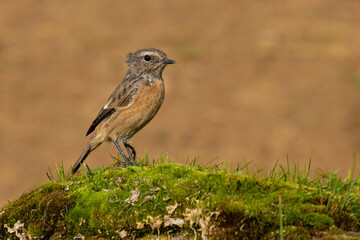 Fototapeta premium European Stonechat