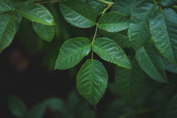 Beautiful green leaves on dark background. Rosehip leaf. Background of green leaves. Dew drops on tree leaves.