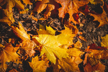 Yellow autumn maple leaves lie on black ground in rays of setting sun..