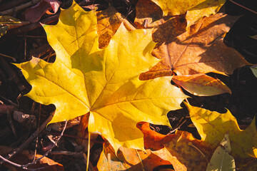 Yellow autumn leaves on tree glow brightly in sun's rays..