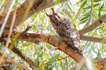 Long-eared Owl