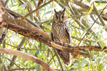 Long-eared Owl