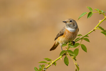 Common Redstart