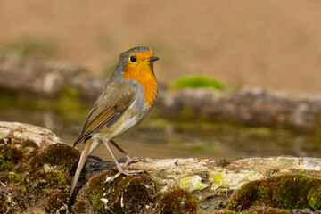 European Robin