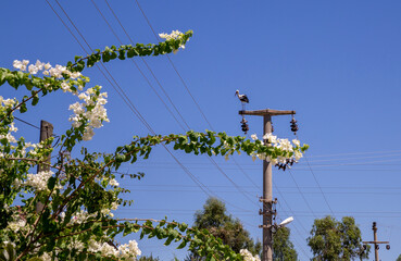 A White Stork 'Ciconia ciconia' on a telegraph pole on a sunny day