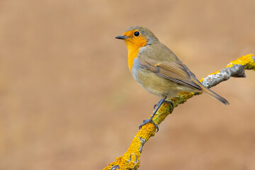 European Robin
