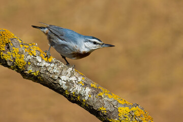 Krüper`s Nuthatch