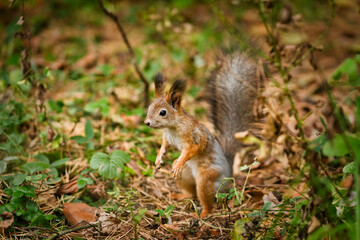 A portrait of squirrel in autumn forest. The squirrel is surrounded by colorful fall foliage.