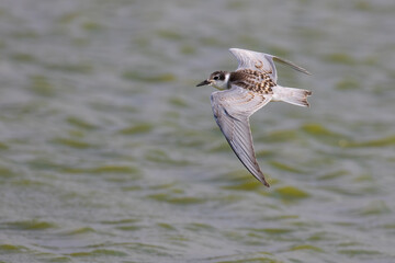 Whiskered Tern