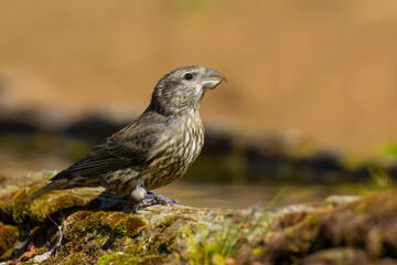 Red Crossbill