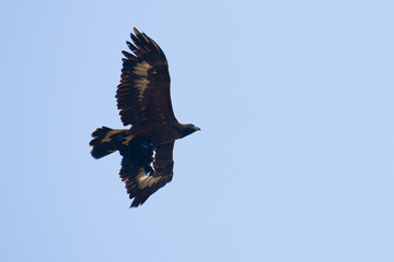 The hunt of golden eagle