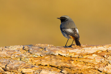 Black Redstart