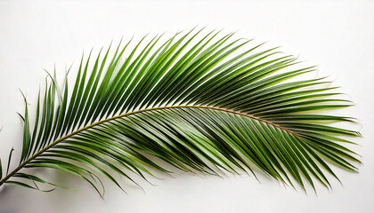 Obraz premium Palm tree leaf on white back ground Ai Generative content