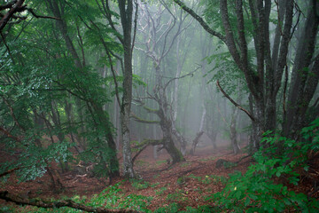 Autumn forest in fog in Crimea during rain. Dry tree in the fog. Dark forest.