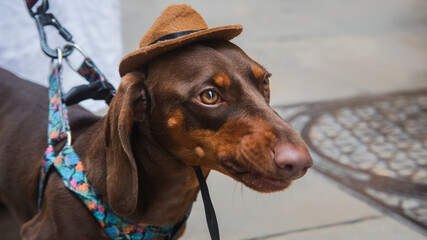 dog