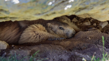 marmot